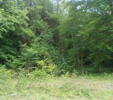 Vue du fonds de mon jardin... la forêt reprend ses droits. Ah un bon fauteuil, un bon livre...