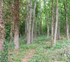 AVANT LE DEFRICHEMENT .