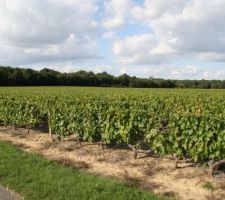 Tout autour de la maison, des vignes à perte de vue !