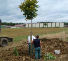 Notre premier arbre : un tilleul