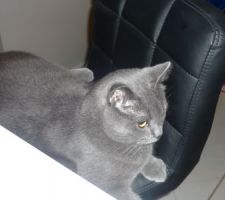 Le Pacha prend ses marques!