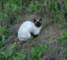 Mon surveillant de chantier......fid&egrave;le au poste 24h/24....