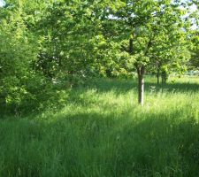 Le terrain ou plutotla foret!