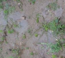 LE 06/08/2011 JARDIN