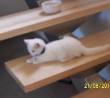 Gardfield bébé chat