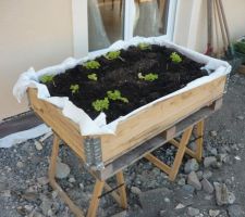 Mon petit jardin suspendu ( 2 tréteaux; une palette europe, une réhausse, du geotextile, et 200 litres de terreau )et les salades