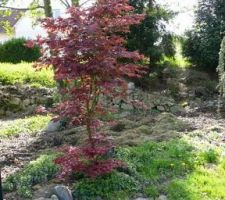 L'érable japonais est sauvé