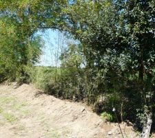 Plantation d'une haie de 30 m de bambous(des bissetti, je crois )