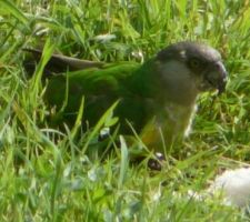 Un visiteur dans le jardin