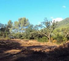 Notre terrain apres defrichement complet