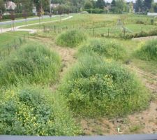 Splendide jardin arrière : remarquez la qualité de la terre végétale des buttes non étalées et la vigueur des mauvaises herbes qui s'y développent
