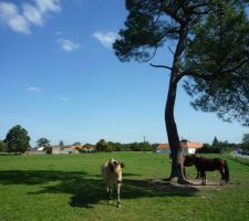 Pour l'instant, les chevaux sont nos voisins !
