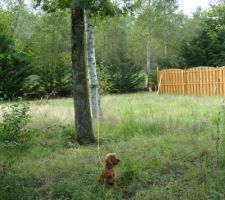 Nouvelle m&eacute;thode d'abattage : attacher le chien, sortir le steak, lancer.