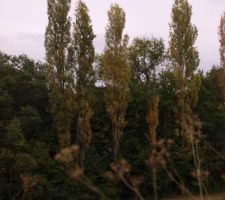 Les peupliers du ruisseau