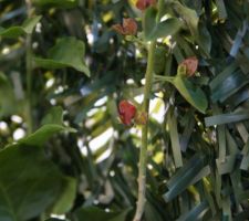 Premières fleurs du bougainvillier