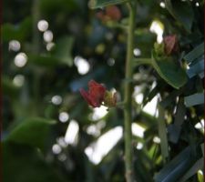 Premières fleurs