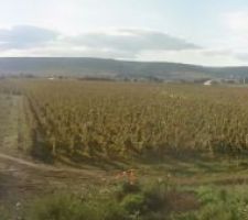 Vue sur les vignes de Gevrey-Chambertin depuis ma fenêtre en pignon. On voit également la côte et le chateau de Brochon !
Y'a pire comme vue non ???