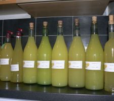 LIMONCELLO tout frais...