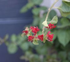 Fleurs du premier bougainvillier