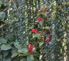 Fleurs du premier bougainvillier