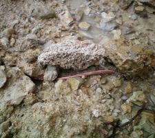 Fil de cuivre se ballandant dans le jardin