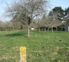 Le terrain avant l'abattage de la plupart des pommiers