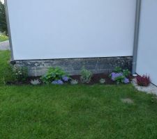 Hortensias et bruyères vers le côté Nord de la maison