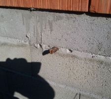 OH MON DIEU !!! Un arbre pousse dans le vide sanitaire !!