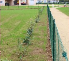 Persistants au nord (continuité avec la façade)