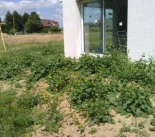 Mauvaise herbes sur la futur terrasse.