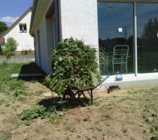 Rien que ça comme mauvaise herbe