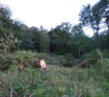 Abattage des arbres