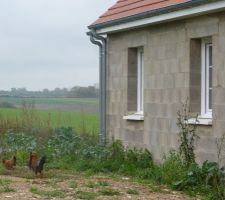 Des poules se sont invitées sur le chantier