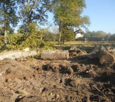 Dessouchage des arbres