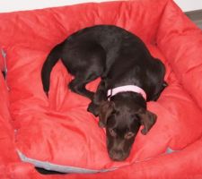 Notre petite chienne le jour de son arrivée, elle avait déjà 4 mois (débuts dans la vie très difficile)