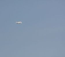 On pourra voir le Beluga de temps en temps !