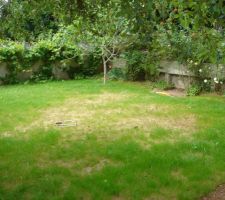 L'herbe commence à lever, sous les conseils du frere paysagiste " t'arroses pas sa poussera tout seul"
Résultat sa pousse effectivement mais on dirait le crane d'un septuagenere en perdition