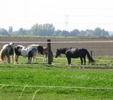 Nos voisins les chevaux
