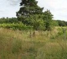 Avant le m&eacute;nage de la cour