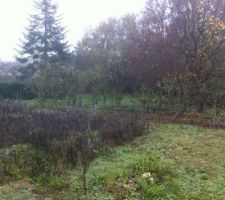 Terrain avant abattage des arbres