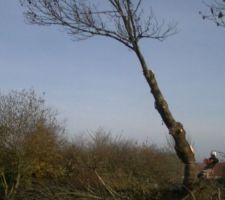 Abattement du premier arbre