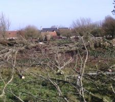 Les branches de l'arbre disposées sur le terrain, qui attendent a etre élaguées.