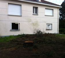 Abattage du premier sapin et des plantation de la facade