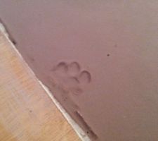 Ragréage du sol terminé (Le chat participe à la personnalisation des lieux)