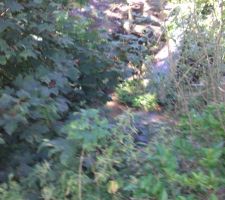 Le petit c&ocirc;t&eacute; tr&egrave;s sympa du terrain est la petite rivi&egrave;re qui passe au fond du jardin!!!!