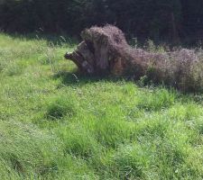 Souche d'arbre a retirer