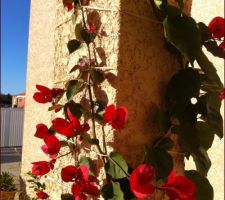 Notre bougainvillier en fleurs.