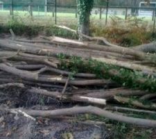 Y a plus qu'à couper!!!! c'est ma femme qui va s'y coller une tronçonneuse pour Noel et le tour est joué...