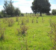 Notre terrain avant nettoyage;)