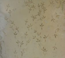 Patte de piou-piou